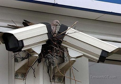 nest